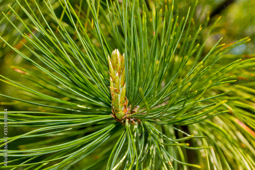 Long needles on a cedar branch Long needles on a cedar branch