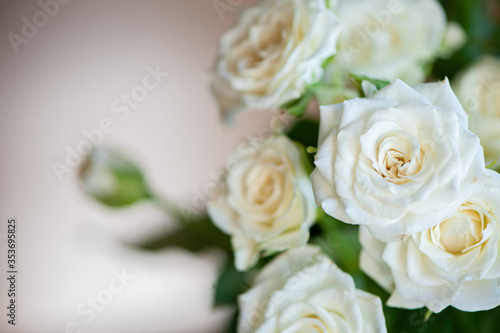 White sweet roses in soft light on a beige background © Chendekova Liudmila