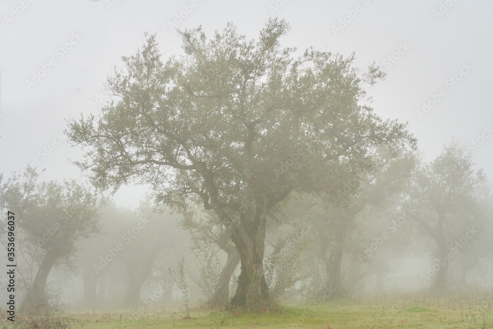 Fototapeta premium Centennial olive tree in a foggy landscape