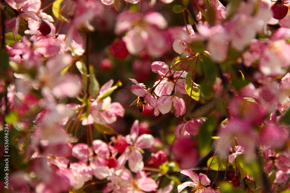Honey bee pollinating blooming cherry tree. Cherry blossom season.