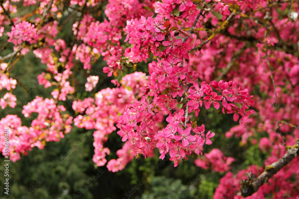 Cherry blossom season. Sakura branches in bloom during springtime.