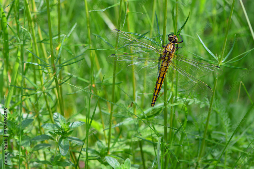 dragonfly sits on green grass
dragonfly sits on green grass