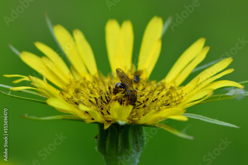 
a bee collects niktar from a yellow flower photo