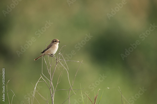 Isabelline Shrike perched on a twig