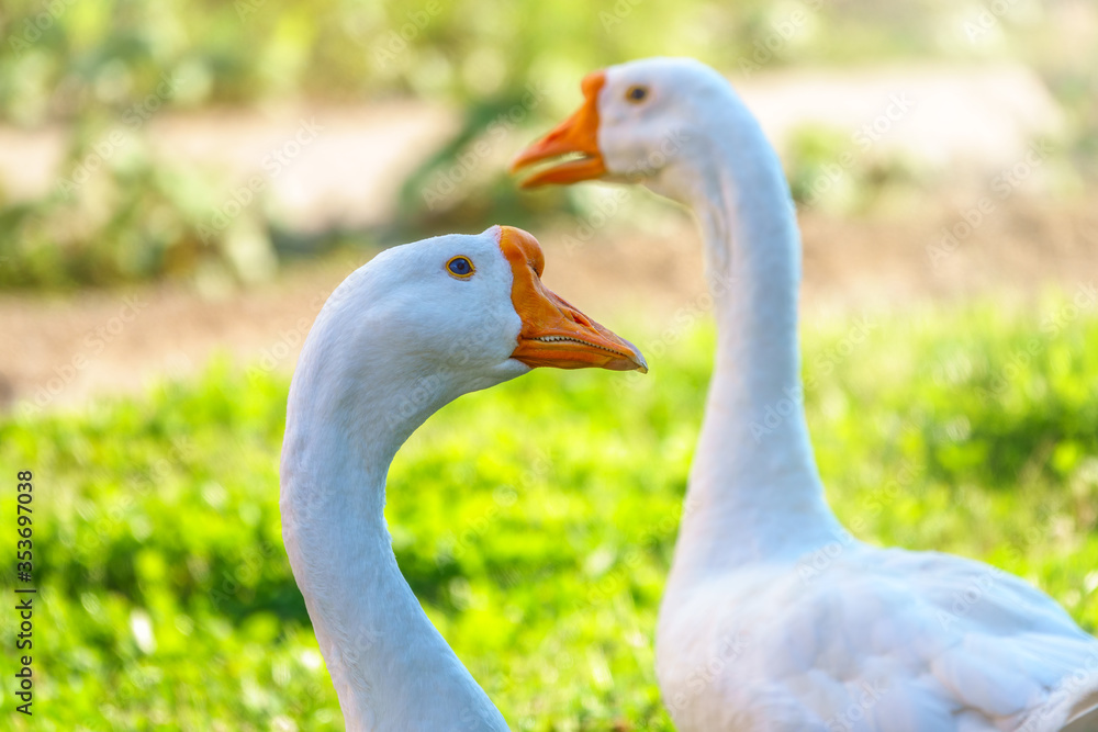 Obraz premium Portrait of two white geese on a bright sunny background.