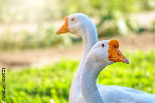 Portrait of two white geese on a bright sunny background.