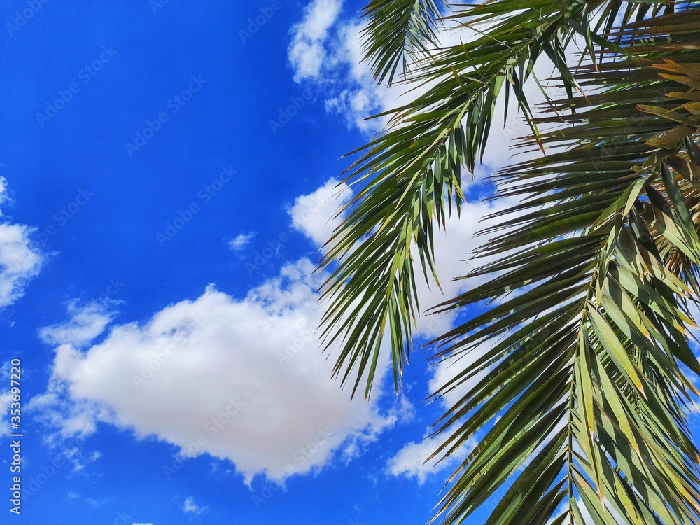Palm tree with blue sky in desert of Algeria