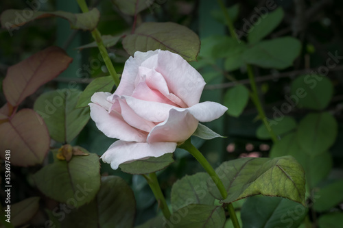 A delicate light pink rose blooming