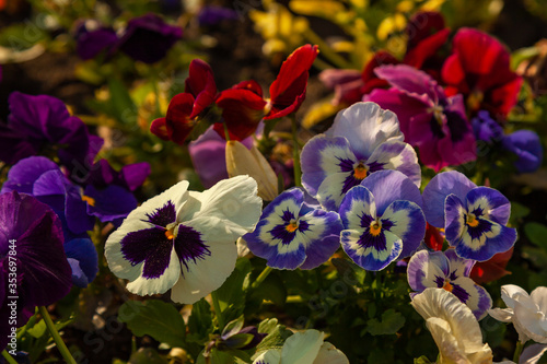 Multi-colored viola flowers grow on a flowerbed planted with a lot of flowers