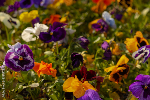 Flowerbed planted with multicolored flowers viola