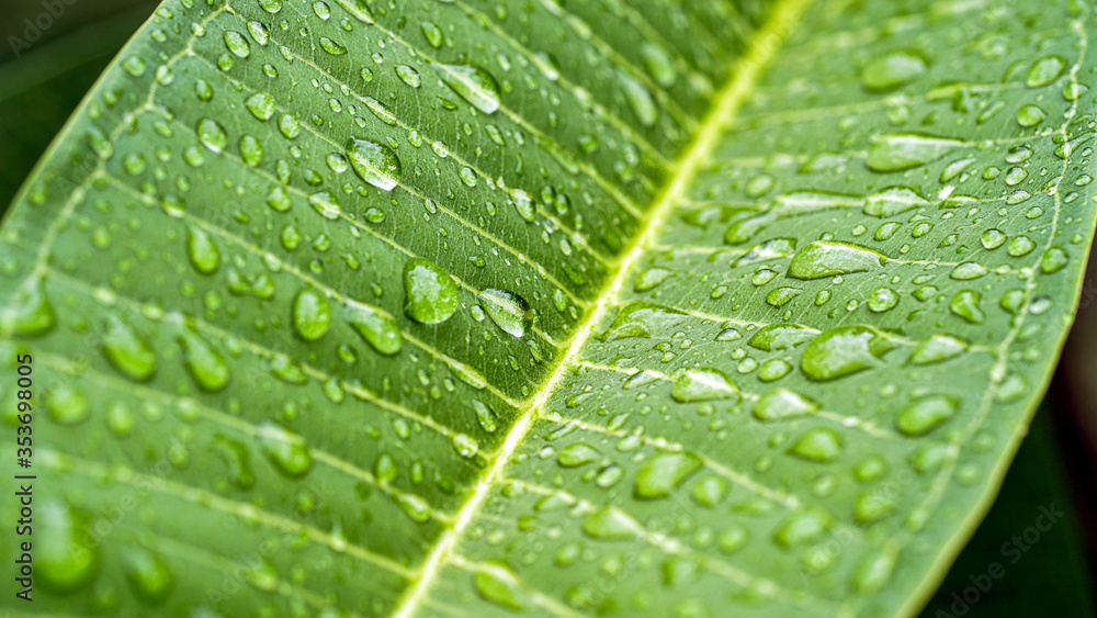 Water droplets on the green leaves