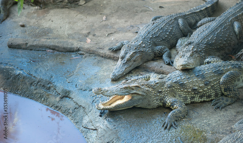 crocodiles lie by the water