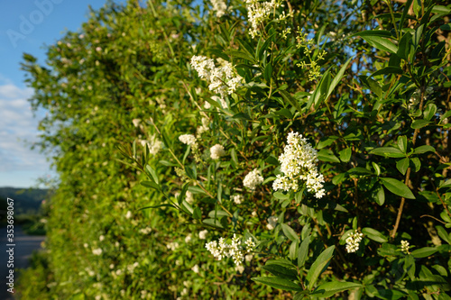 Photos White flowers of a common privet hedge