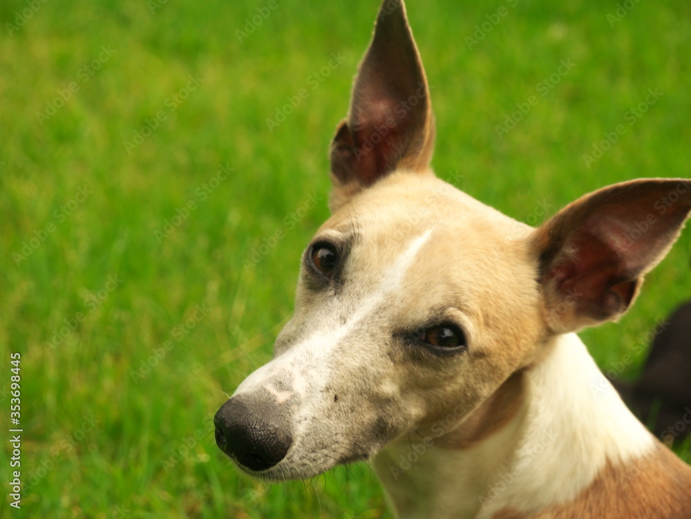Purebred brown sighthound seen from above