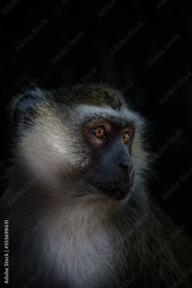 Naklejka premium portrait of a vervet monkey in Kruger National Park, South Africa 
