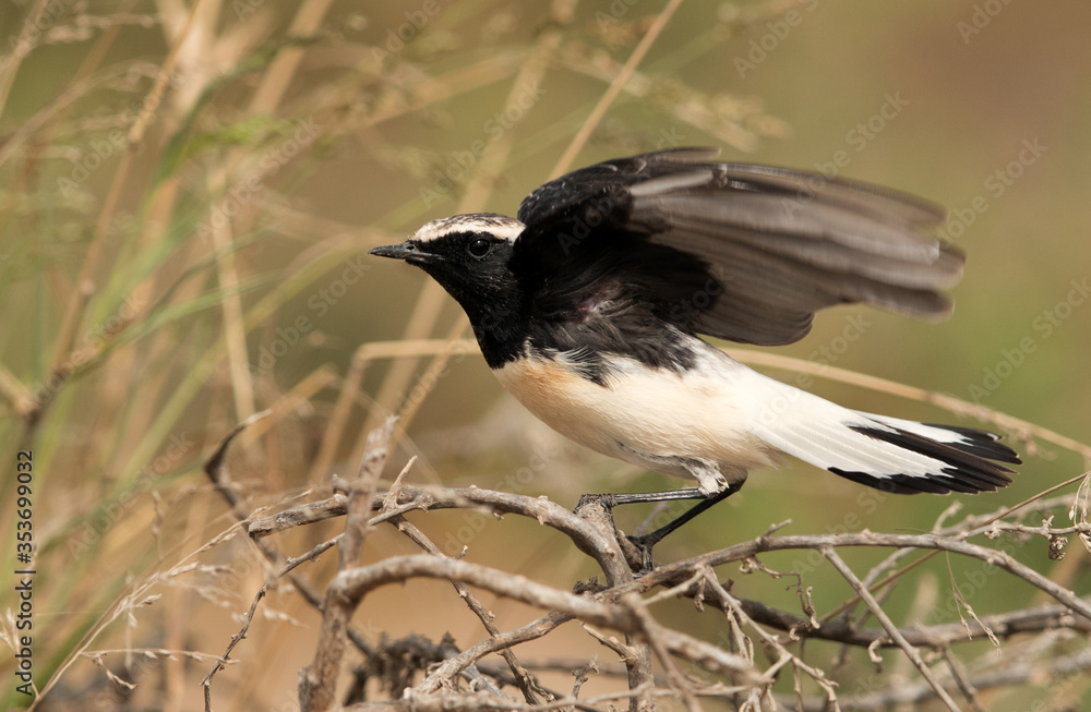 Fototapeta premium Pied wheatear ready to fly