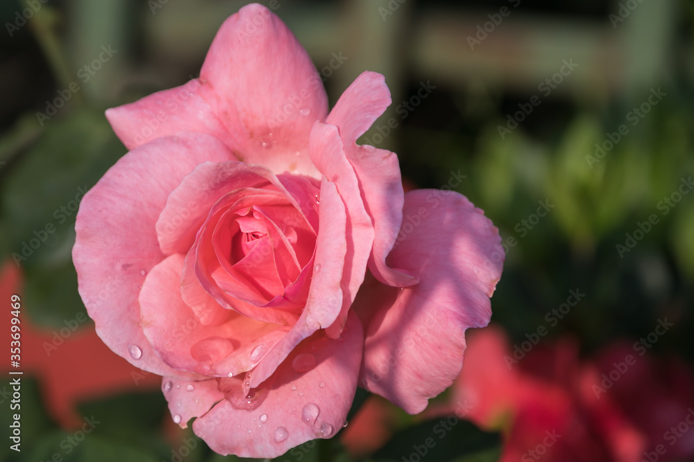 A lovely rose looking at the morning sun A lovely rose looking at the morning sun