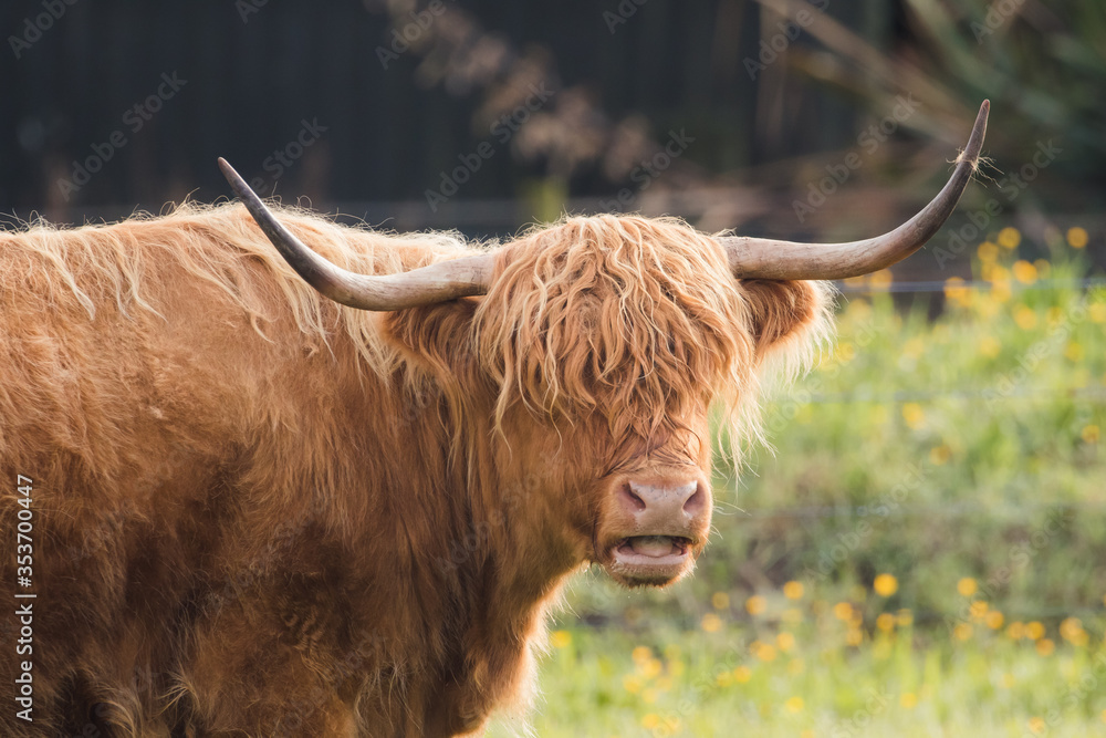 Highland Cattle.- Schottisches Hochlandrind