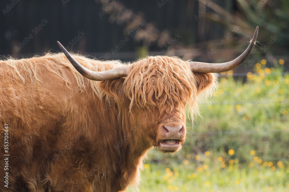 Highland Cattle.- Schottisches Hochlandrind Highland Cattle.- Schottisches Hochlandrind