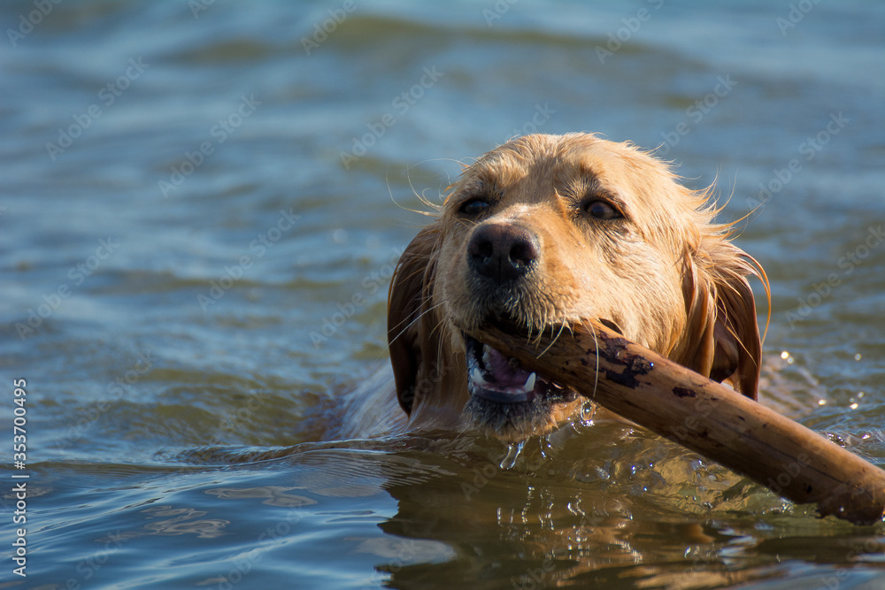 
Retriever playing with a stick in the water