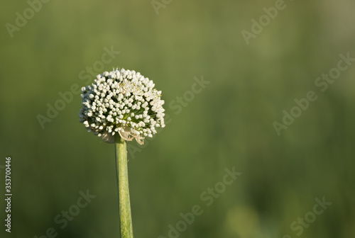 Onion flower stalks at shallow depth of focus