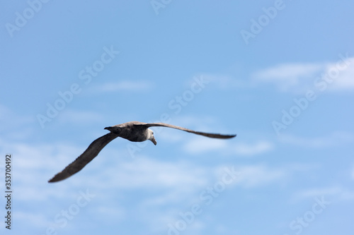 Antarctica albatross in flight close-up on a cloudy winter day