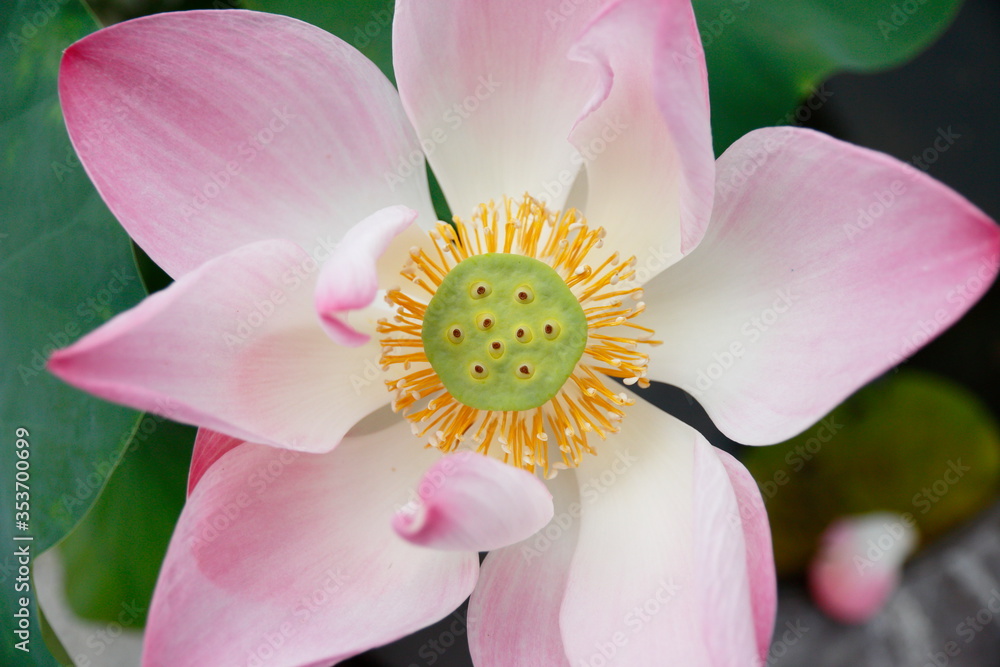 pink sacred lotus in a garden pink sacred lotus in a garden