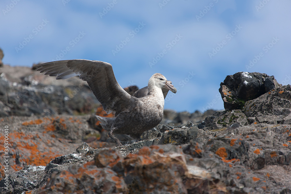 Antarctica albatross close up on a sunny winter day Antarctica albatross close up on a sunny winter day