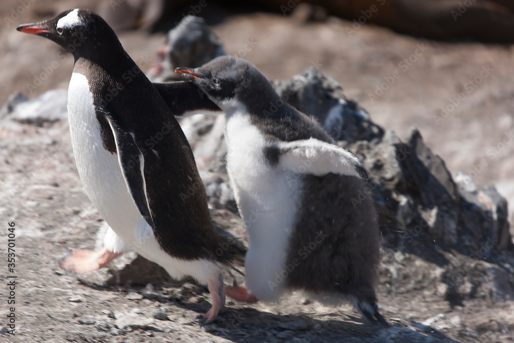 Obraz premium Antarctica subantarctic penguin with cub on a cloudy winter day
