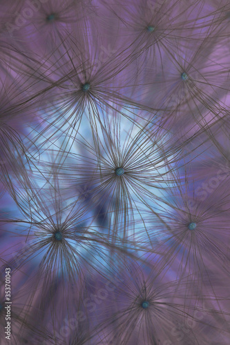 Fantastic blue and purple abstract dark background or wallpaper. Inverted shot of a ripened fluffy dandelion head with seeds close-up. Mystical floral plant pattern. It looks like a full moon