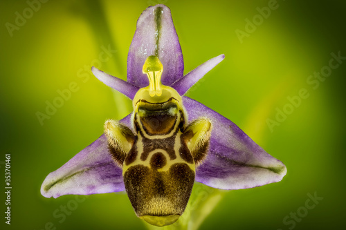 Fotografia macro de una flor de la orquidea (ophrys scolopax)