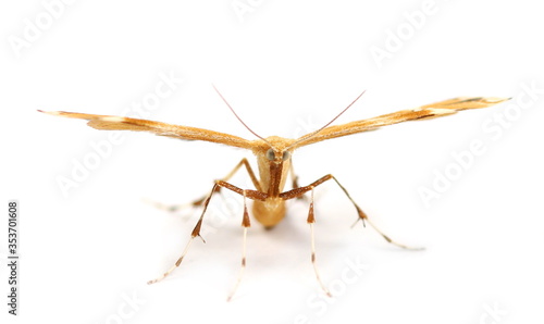 Small moth (Europe) isolated on white background