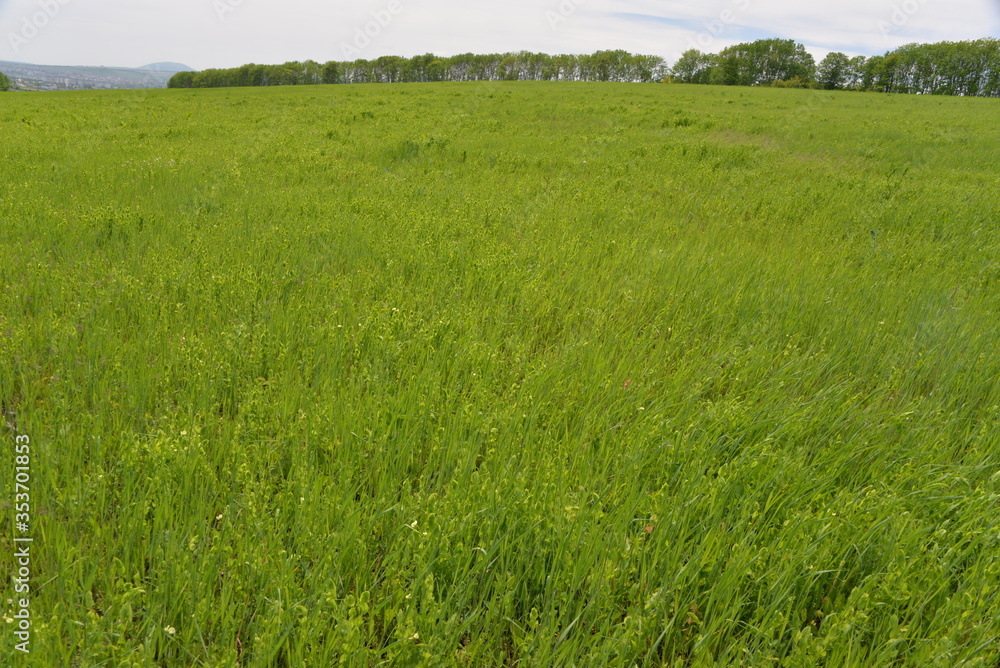 Obraz premium a vast green field of grain grows under the sun, planted in early spring