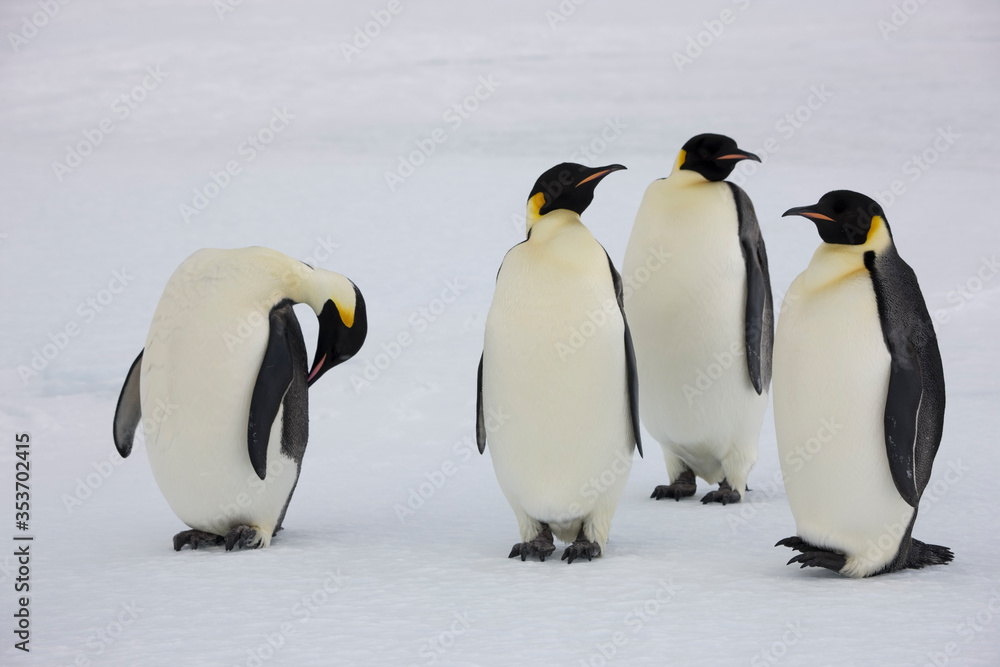 Obraz premium Antarctica emperor penguin close-up on a winter cloudy day