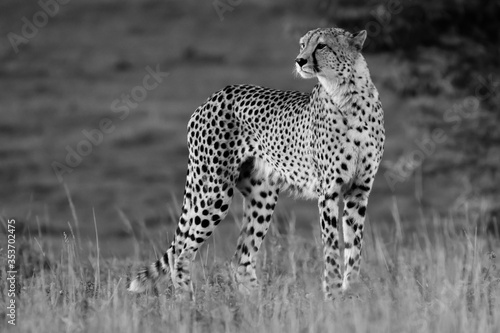 cheetah watching its prey in the distance