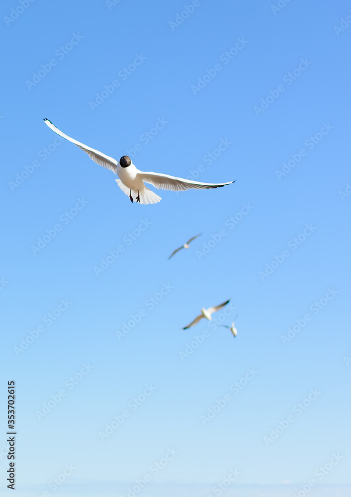 Obraz premium Flock of seagulls flying in the blue sky, with their wings open. Black-headed gulls (Chroicocephalus ridibundus) over Baltic sea.
