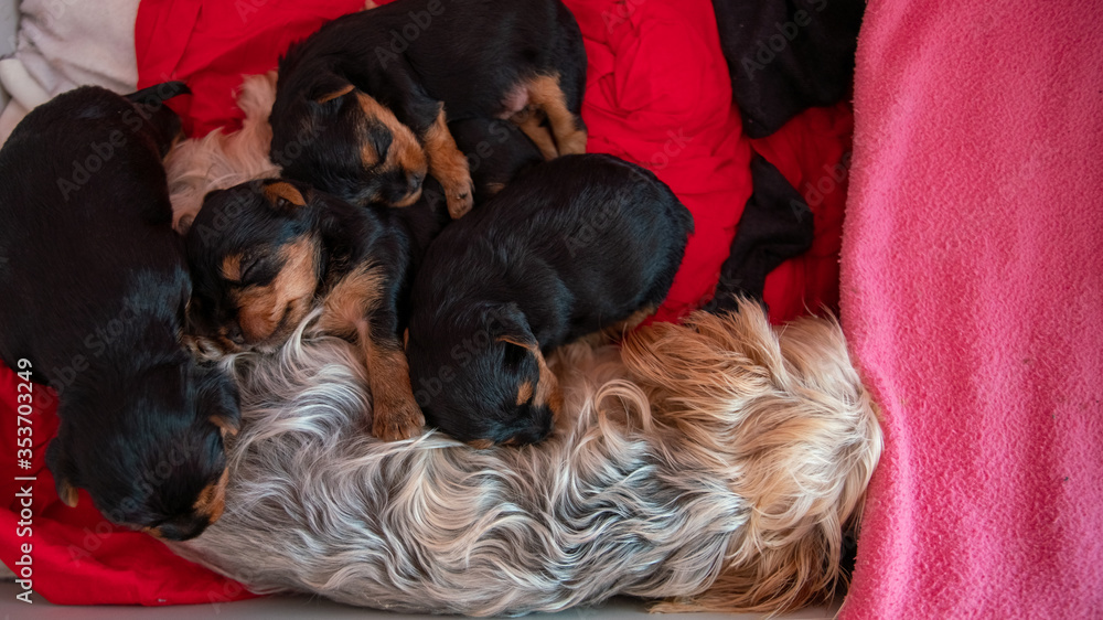 Young black and red puppy, two weeks old, of the Yorkshire terrier, sleeping against its mother Young black and red puppy, two weeks old, of the Yorkshire terrier, sleeping against its mother