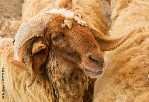 Portrait of a Awassi sheep, Bahrain photo