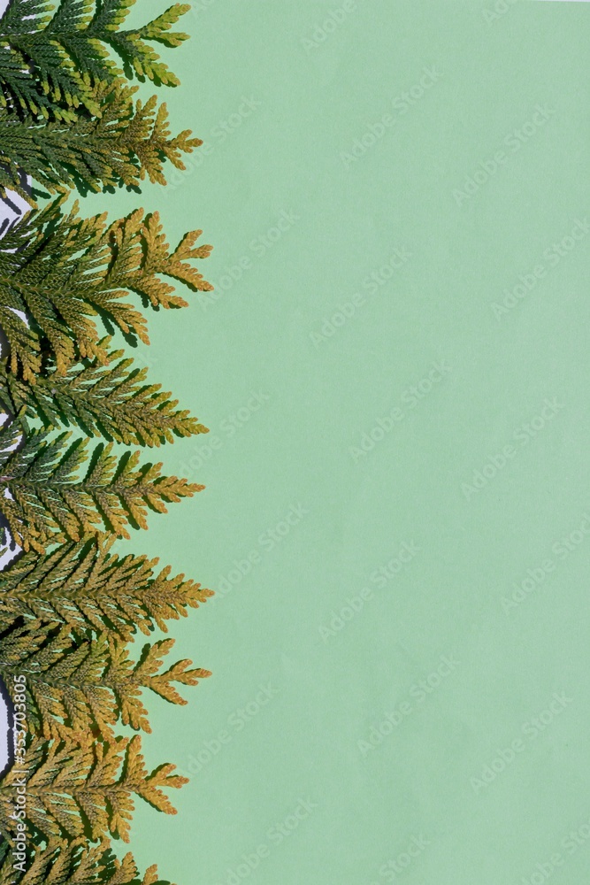 Background: light green background with sprigs of cypress along the left side.