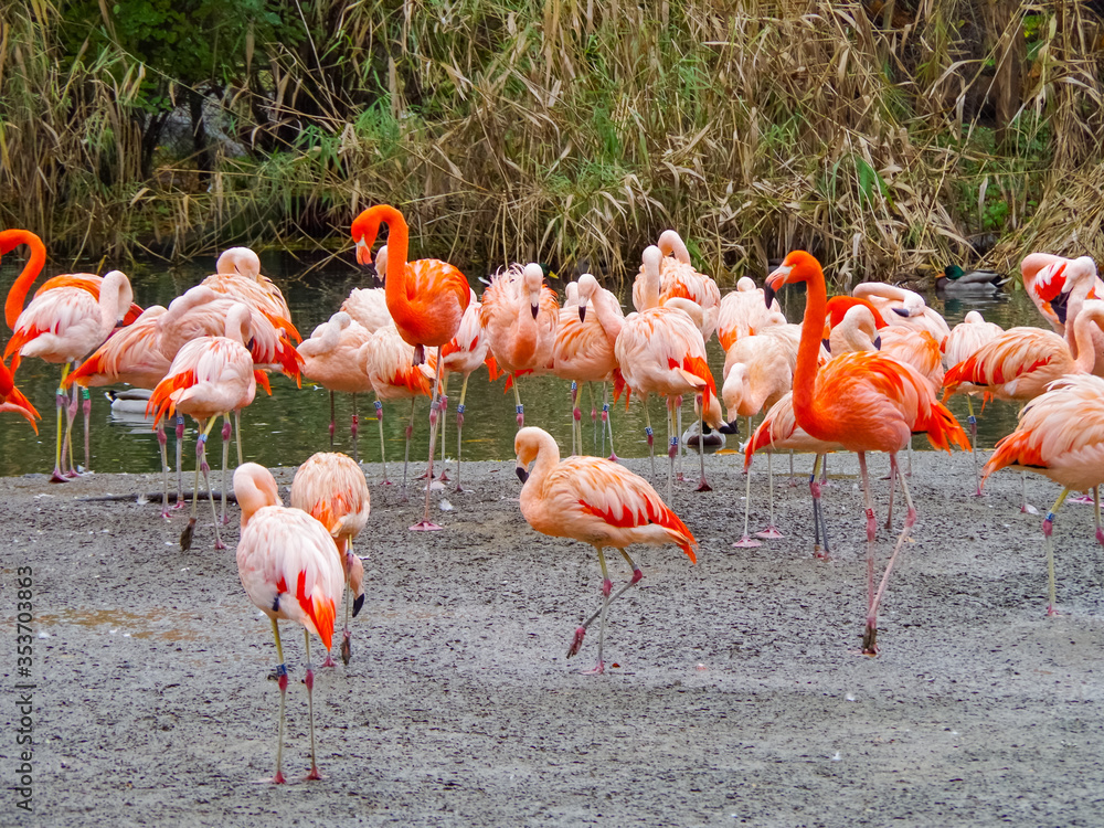 Group birds of pink flamingos walking on a sunny day Group birds of pink flamingos walking on a sunny day
