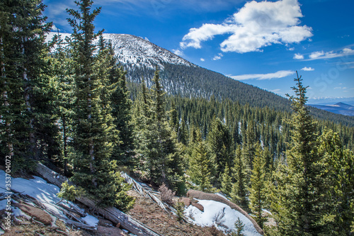 A healthy green forest of lodgepole pine trees cover a mountain snow topped mountain in a wilderness setting.