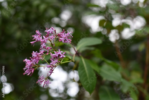 tree or shrub with purple flowers in a greenhouse in the Botanical Garden of Moscow University  Pharmacy Garden  or  Aptekarskyi ogorod .