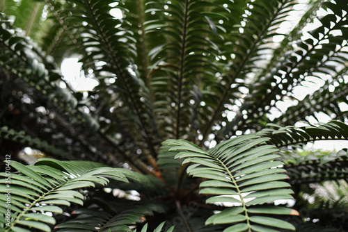 large palm leaves Raffia palms and Metroxylon in a greenhouse in the Botanical Garden of Moscow University 