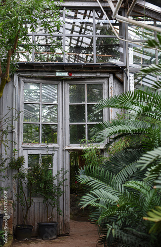 large palm leaves Raffia palms and Metroxylon in a greenhouse in the Botanical Garden of Moscow University "Pharmacy Garden" or "Aptekarskyi ogorod" wooden glass doors