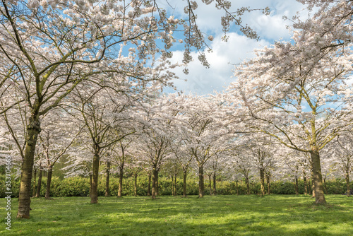 cherry blossom park in Amsterdam