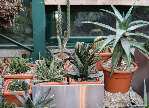 Agave and aloe potted care in a greenhouse in the Botanical Garden of Moscow University 