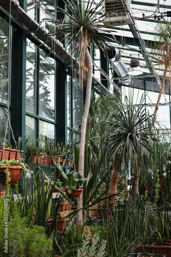 Dracaena palm trees in Botanical Garden of Moscow University 