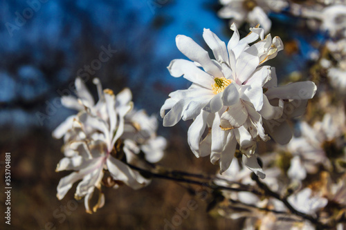 Close-up of white blossoms of magnolia stellata or star magnolia - small tree native to Japan - against blurred background of other blooms and very blue sky