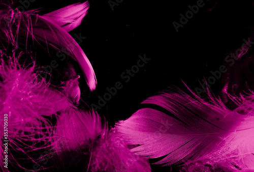 Beautiful abstract white and pink feathers on black background and soft white feather texture on pink pattern and pink background, feather background, pink banners photo