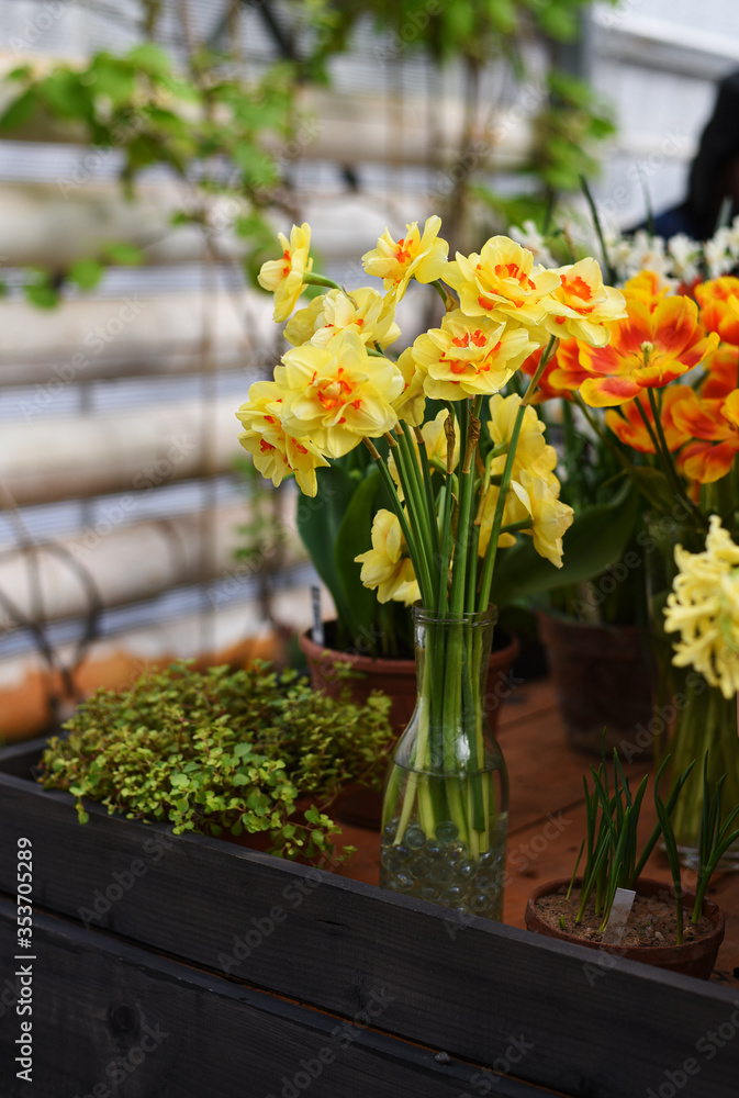 Tulips and Fresh Blooming Terry Yellow Shallow-crowned Narcissus Double Fashion Double Gold Medal Tahiti Hybrid Variety